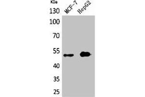 Western Blot analysis of MCF7, HepG2 cells using LIR-6 Polyclonal Antibody. (LILRA1 抗体  (N-Term))