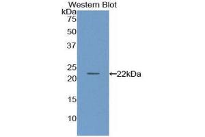Western Blotting (WB) image for anti-Paraoxonase 1 (PON1) (AA 2-186) antibody (ABIN1861008) (PON1 抗体  (AA 2-186))
