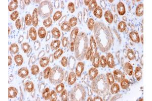 Formalin-fixed, paraffin-embedded human Kidney stained with Occludin Mouse Monoclonal Antibody (OCLN/2183). (Occludin 抗体  (AA 282-415))