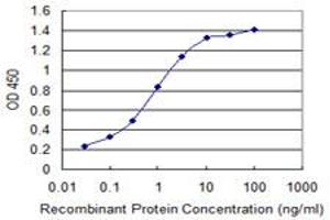 Detection limit for recombinant GST tagged KBTBD10 is 0. (Kelch-like protein 41 (KLHL41) (AA 205-304) 抗体)