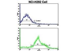 Flow cytometric analysis of NCI- cells using FTO Antibody (N-term)(bottom histogram) compared to a negative control cell (top histogram).