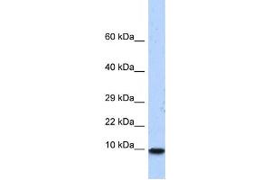 Western Blotting (WB) image for anti-Pterin-4 alpha-Carbinolamine Dehydratase/dimerization Cofactor of Hepatocyte Nuclear Factor 1 alpha (PCBD1) antibody (ABIN2458288) (PCBD1 抗体)