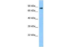 WB Suggested Anti-Zfp109 Antibody   Titration: 1. (Zfp109 抗体  (C-Term))