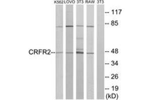Western blot analysis of extracts from K562/LOVO/NIH-3T3/RAW264. (CRHR2 抗体  (AA 71-120))