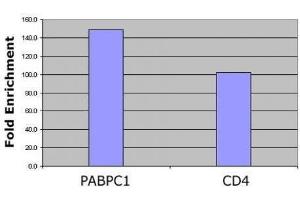 Histone H4 pan-acetyl antibody (pAb) tested by ChIP analysis. (Histone H4 抗体  (acetylated, N-Term))