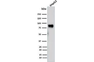 Western Blot Analysis of human HepG2 cell lysate using MDM2 Mouse Monoclonal Antibody (SMP14). (MDM2 抗体  (AA 154-167))