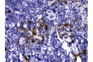 Elastase/ELANE/ELA2 was detected in paraffin-embedded sections of mouse spleen tissues using rabbit anti- Elastase/ELANE/ELA2 Antigen Affinity purified polyclonal antibody (Catalog # ) at 1 µg/mL. (ELANE 抗体  (AA 27-265))