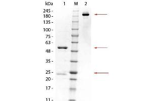 SDS-PAGE of Mouse anti-GSTK1 Monoclonal Antibody. (GSTK1 抗体)