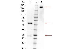 SDS-PAGE of Mouse anti-GSTK1 Monoclonal Antibody. (GSTK1 抗体  (GST tag))