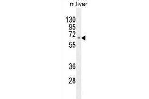 KY Antibody (N-term) (ABIN654368 and ABIN2844126) western blot analysis in mouse liver tissue lysates (35 μg/lane). (Kyphoscoliosis Peptidase 抗体  (N-Term))