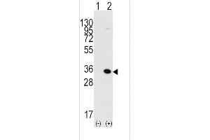 Western blot analysis of MBD3 (arrow) using rabbit polyclonal MBD3 Antibody (C-term) (ABIN387891 and ABIN2844115). (MBD3 抗体  (C-Term))