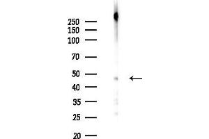 anti-Eukaryotic Translation Elongation Factor 1 alpha 2 (EEF1A2) (pSer358) antibody