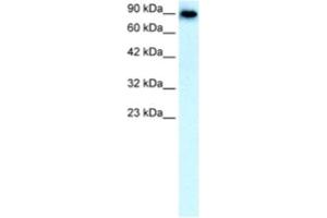 Western Blotting (WB) image for anti-Solute Carrier Family 4, Anion Exchanger, Member 1 (erythrocyte Membrane Protein Band 3, Diego Blood Group) (SLC4A1) antibody (ABIN2460810) (Band 3/AE1 抗体)