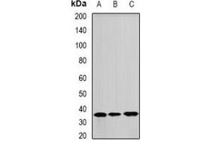 Western blot analysis of ANXA8L2 expression in A549 (A), Hela (B), mouse lung (C) whole cell lysates.
