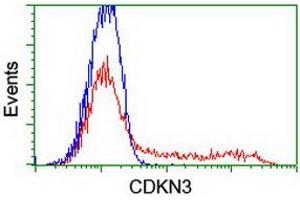 HEK293T cells transfected with either RC213080 overexpress plasmid (Red) or empty vector control plasmid (Blue) were immunostained by anti-CDKN3 antibody (ABIN2455050), and then analyzed by flow cytometry. (CDKN3 抗体)