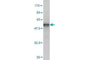 Western Blotting (WB) image for anti-Trafficking Protein Particle Complex 4 (TRAPPC4) (AA 1-219) antibody (ABIN565602)