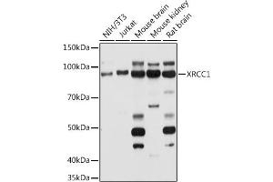 Western blot analysis of extracts of various cell lines, using XRCC1 antibody (ABIN1683300, ABIN5663662, ABIN5663663, ABIN5663664 and ABIN6213850) at 1:1000 dilution. (XRCC1 抗体  (AA 1-320))