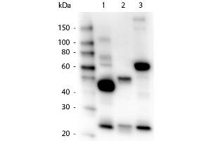 Western Blot of Goat anti-Human IgG, IgA, IgM Peroxidase Conjugated Antibody. (山羊 anti-人 IgA, IgG, IgM (Heavy & Light Chain) Antibody (HRP))