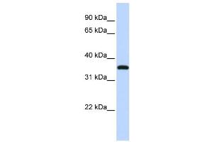 Western Blotting (WB) image for anti-Vestigial Like 3 (VGLL3) antibody (ABIN2459881) (VGLL3 抗体)