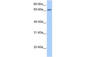 Western Blotting (WB) image for anti-ATG16 Autophagy Related 16-Like 1 (ATG16L1) antibody (ABIN2463625) (ATG16L1 抗体)