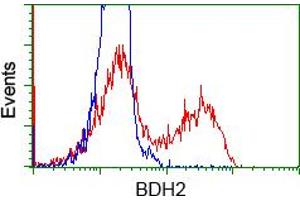 Image no. 3 for anti-3-hydroxybutyrate Dehydrogenase, Type 2 (BDH2) antibody (ABIN1496856) (BDH2 抗体)