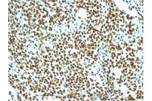 Image no. 3 for anti-Nuclear Antigen antibody (ABIN6190865) (Nuclear Antigen 抗体)