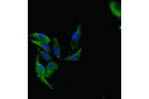 Immunofluorescent analysis of Hela cells using ABIN7142550 at dilution of 1:100 and Alexa Fluor 488-congugated AffiniPure Goat Anti-Rabbit IgG(H+L) (FAU 抗体  (AA 1-59))