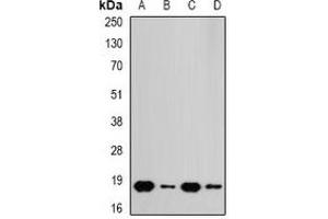 Western blot analysis of RPS10 expression in A549 (A), HT29 (B), mouse spleen (C), mouse heart (D) whole cell lysates. (RPS10 抗体)