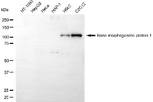 anti-Bone Morphogenetic Protein 1 (BMP1) antibody
