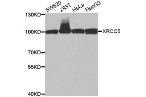 Western blot analysis of extracts of various cell lines, using XRCC5 antibody. (XRCC5 抗体)