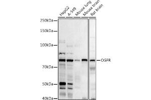 Western blot analysis of extracts of various cell lines, using (ABIN6128395, ABIN6145006, ABIN6145007 and ABIN6222871) at 1:1000 dilution. (OGFR 抗体  (AA 1-280))