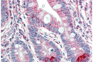 ABIN184703 (5µg/ml) staining of paraffin embedded Human Small Intestine. (TMPRSS5 抗体  (C-Term))