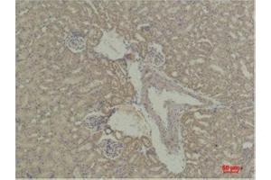 Immunohistochemistry (IHC) analysis of paraffin-embedded Mouse KidneyTissue using STAT5a Rabbit Polyclonal Antibody diluted at 1:500. (STAT5A 抗体)