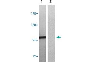 Western blot analysis of Lane 1: EGF treated 3T3 cells, Lane 2: antigen-specific peptide treated 3T3 cells with MERTK/TYRO3 (phospho Y749/681) polyclonal antibody  at 1:500-1000 dilution. (MERTK 抗体  (pTyr681, pTyr749))