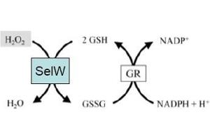 Image no. 2 for anti-Selenoprotein W, 1 (SEPW1) antibody (ABIN401399) (Selenoprotein W 抗体)