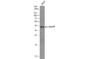 WB Image GULP1 antibody detects GULP1 protein by western blot analysis. (GULP1 抗体  (C-Term))