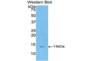 Western Blotting (WB) image for anti-Signal Transducer and Activator of Transcription 3 (Acute-Phase Response Factor) (STAT3) (AA 563-670) antibody (ABIN3206141) (STAT3 抗体  (AA 563-670))