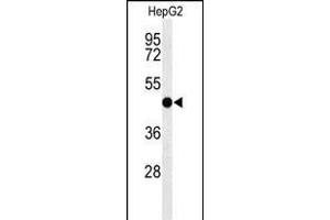 Western blot analysis of SGMS2 Antibody (C-term) (ABIN653696 and ABIN2843015) in HepG2 cell line lysates (35 μg/lane). (Sphingomyelin Synthase 2 抗体  (C-Term))