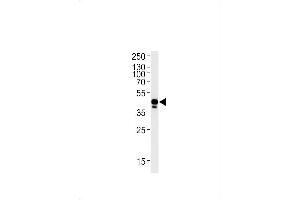 EFNB2A 抗体  (AA 163-194)