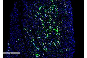 Immunohistochemistry analysis using Mouse Anti-Parvalbumin Monoclonal Antibody, Clone C12 (ABIN6952014). (PVALB 抗体  (PerCP))