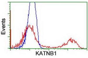 HEK293T cells transfected with either RC201852 overexpress plasmid (Red) or empty vector control plasmid (Blue) were immunostained by anti-KATNB1 antibody (ABIN2455169), and then analyzed by flow cytometry. (KATNB1 抗体)