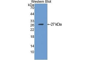 Detection of Recombinant ANGPTL1, Mouse using Polyclonal Antibody to Angiopoietin-3 (ANG-3) (Angiopoietin 4 抗体  (AA 270-490))