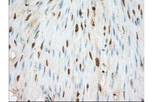Image no. 1 for anti-Basigin (Ok Blood Group) (BSG) antibody (ABIN1498015) (CD147 抗体)