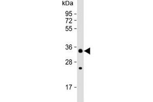 CHIP / STUB1 antibody western blot analysis in 293 lysate (STUB1 抗体  (AA 203-231))