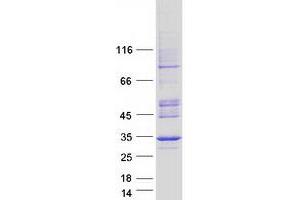 Validation with Western Blot (SLC25A5 Protein (Myc-DYKDDDDK Tag))