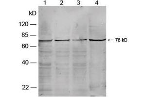 Western blot analysis of cell lysates using Rabbit Anti-PKG-2 Polyclonal Antibody (ABIN398685) Lane 1. (PKG-2 抗体)