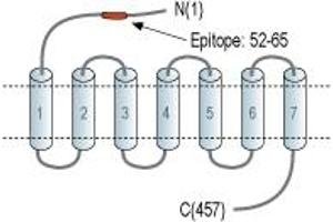 Representative domain view of the target of ABIN7885633.