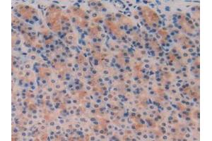 Immunohistochemistry (IHC) image for anti-Trefoil Factor 3 (Intestinal) (TFF3) (AA 23-81) antibody (ABIN7429235)