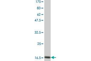 Western Blot detection against Immunogen (12. (IL-15 抗体  (AA 46-162))