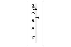 BDHA1 Antibody (Center) (ABIN651743 and ABIN2840384) western blot analysis in HepG2 cell line lysates (15 μg/lane). (PDHA1 抗体  (AA 228-255))